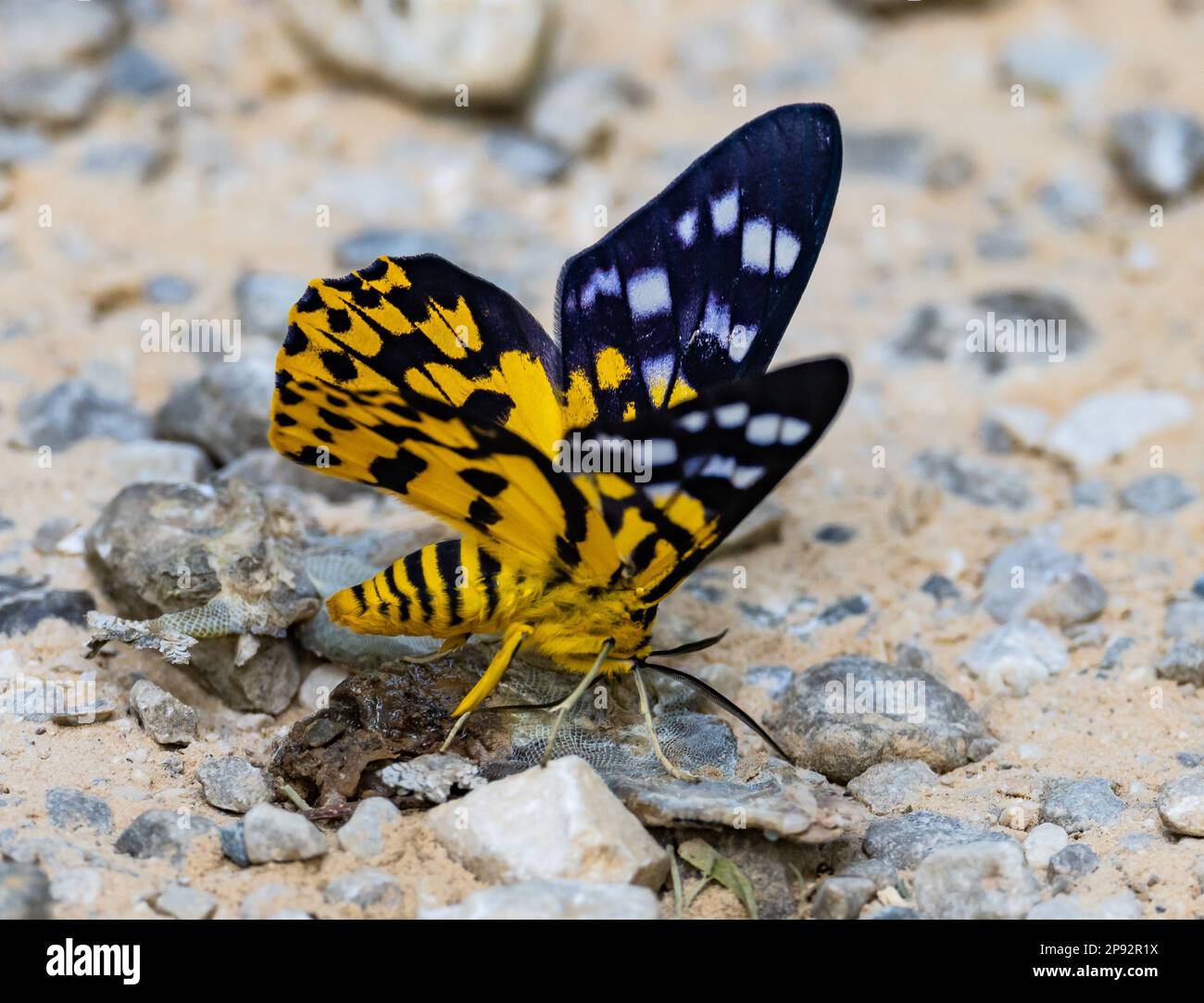 A bright colored False Tiger moth (Dysphania subrepleta) feeding on ground. Thailand. Stock Photo