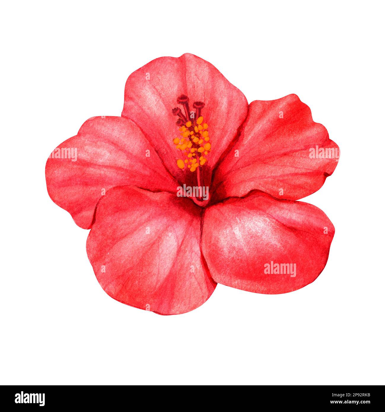 Bright red hibiscus flower isolated on white background. Hibiscus