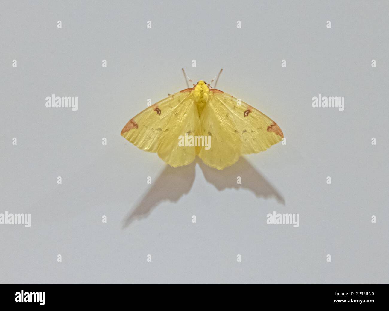Macro shot of yellow moth against white background with shadow cast Stock Photo