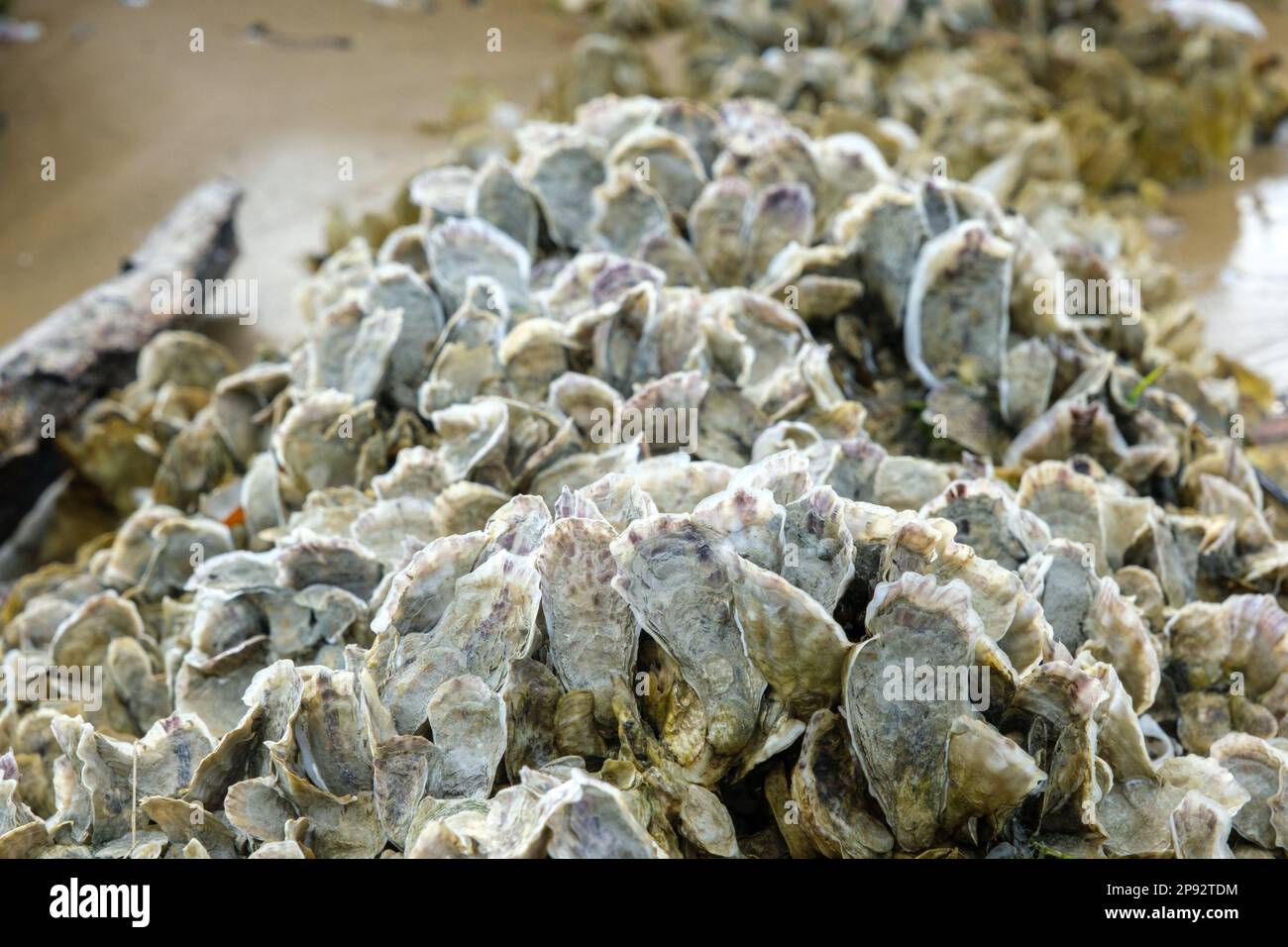 Oyster shells attached to a rock, closeup Stock Photo
