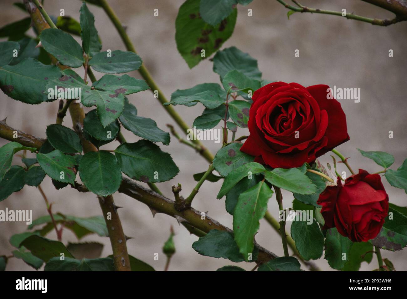 Rose rosse hi-res stock photography and images - Alamy