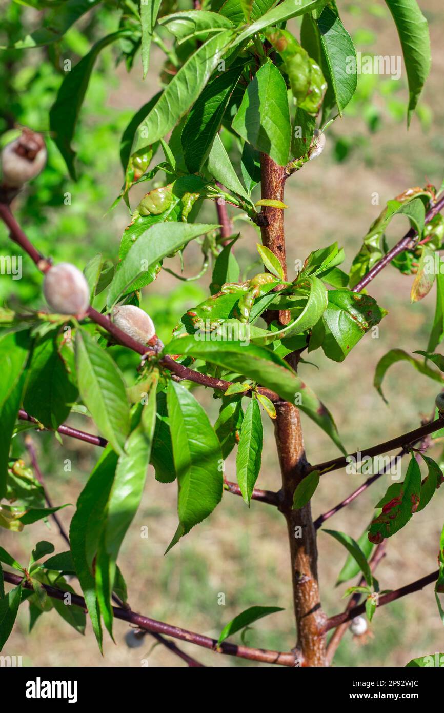 A young peach tree with forming fruit and leaves affected by the