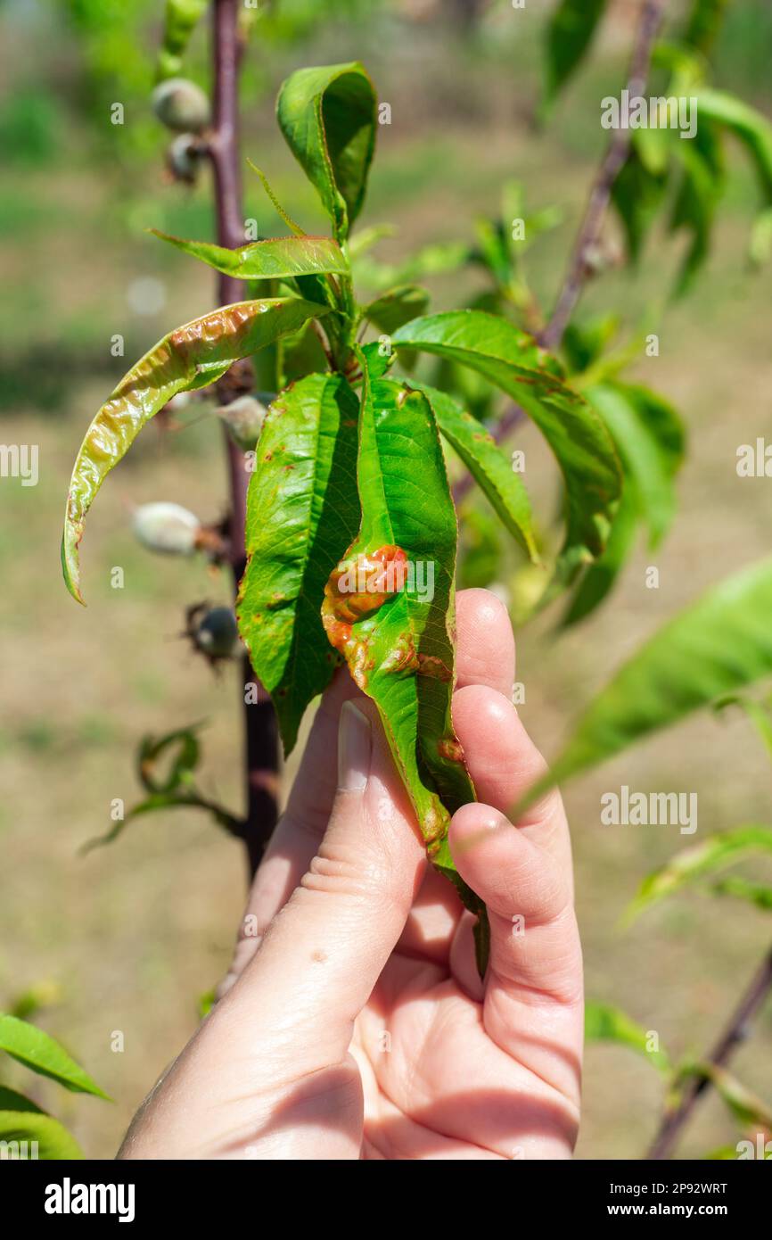 A gardener shows a peach leaf affected by the disease. Peach blight, treatment and cure. Stock Photo