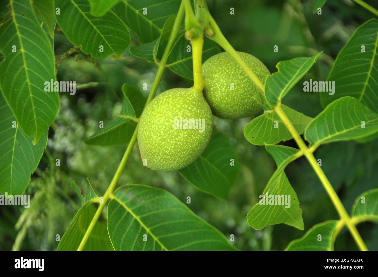 On a tree branch with a green shell, a ripening walnut Stock Photo