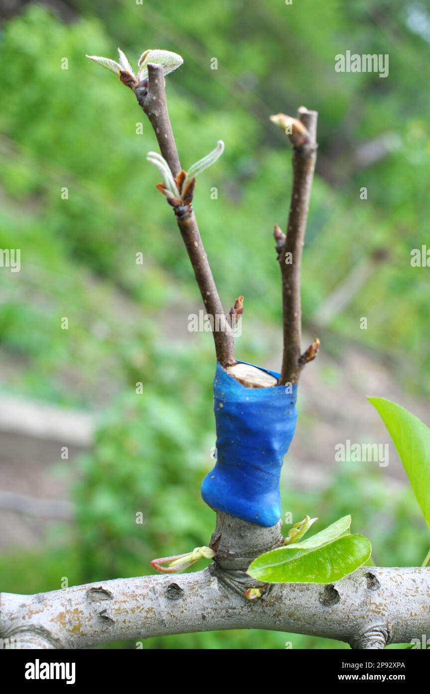 A new variety is grafted on a branch of a fruit tree Stock Photo Alamy