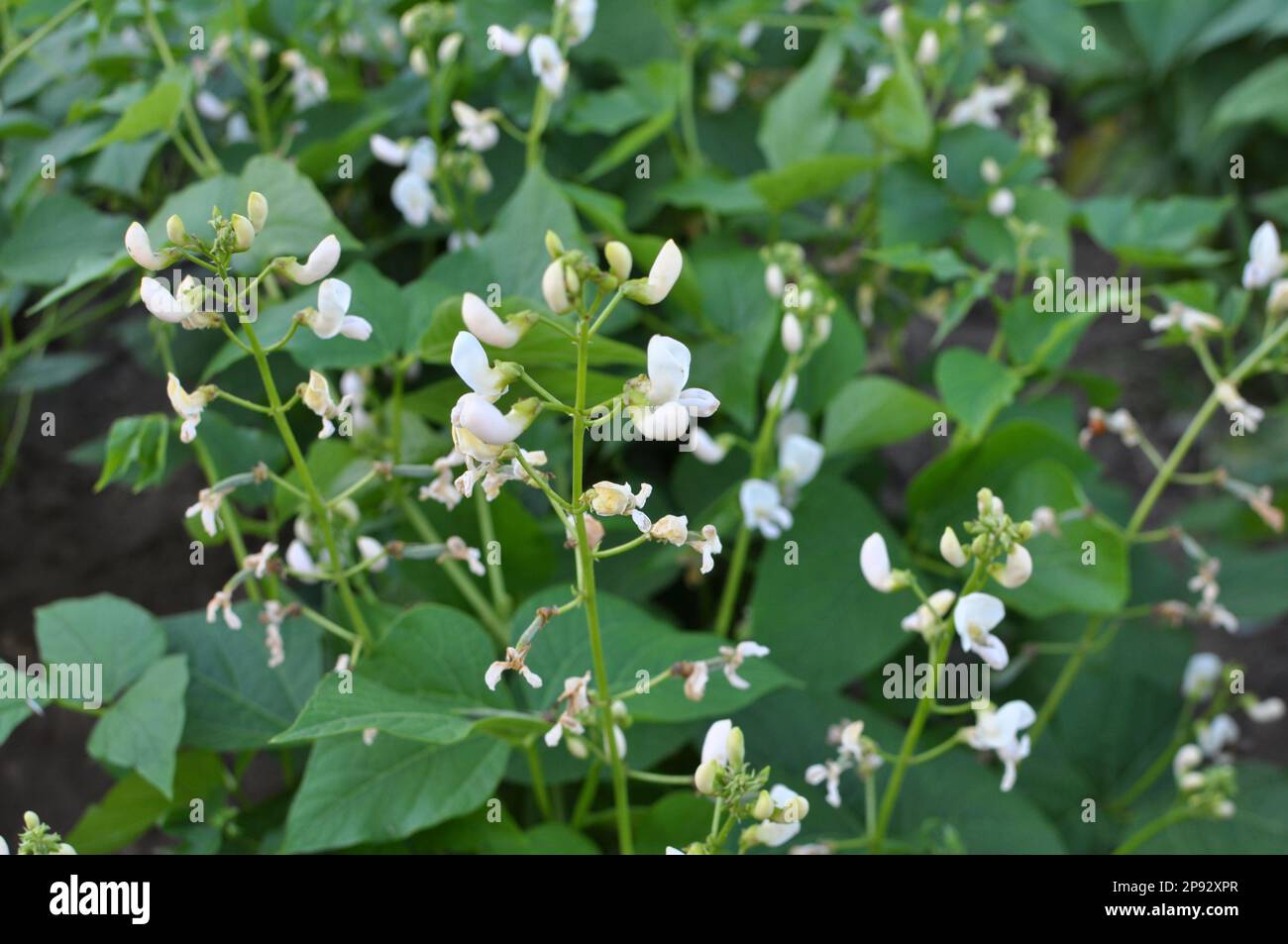 Common bean (Phaseolus vulgaris) blooms in open ground in the garden Stock Photo Alamy