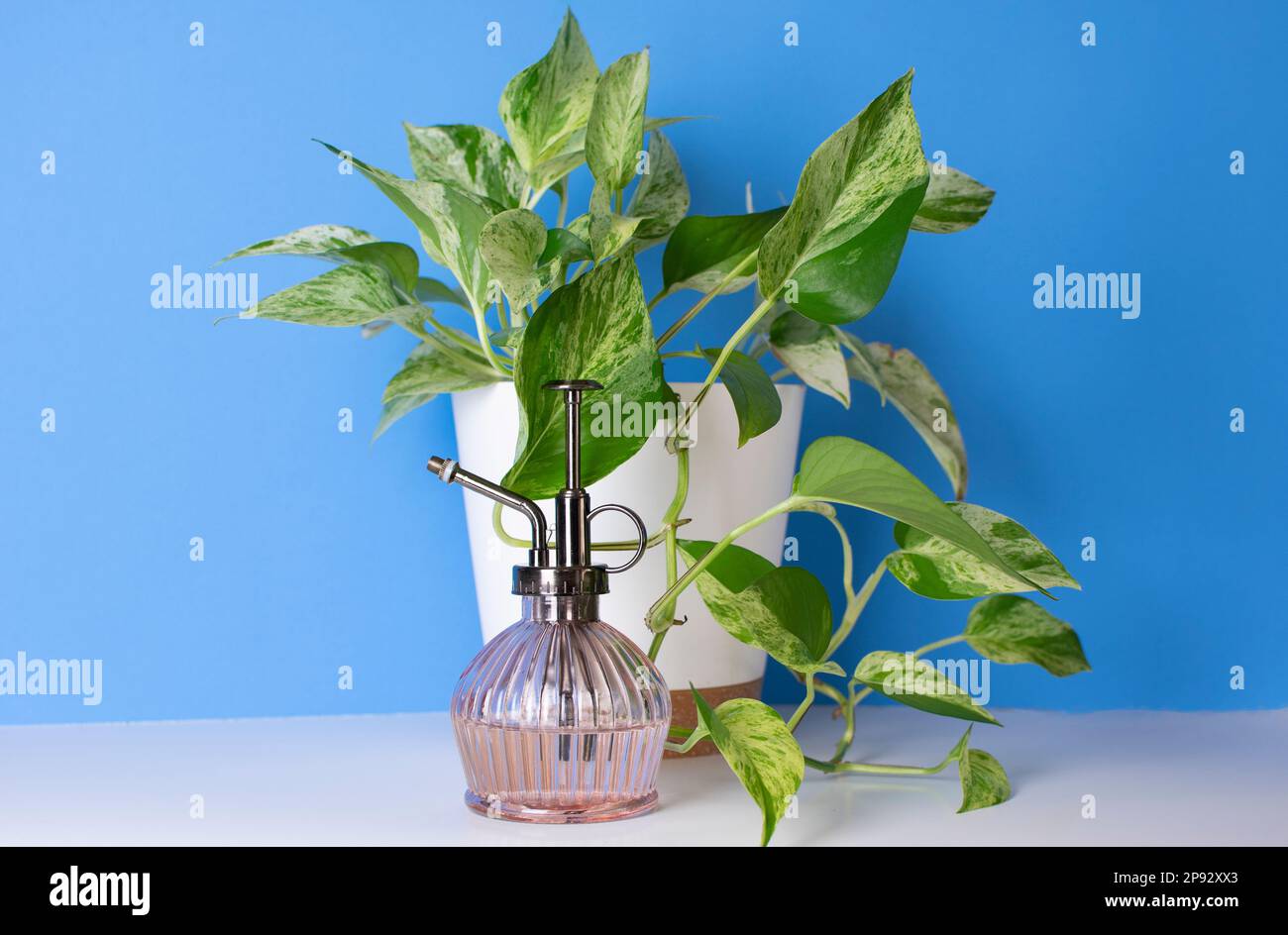 Snow Queen Pothos house plant. Variegated house plant. Popular plant. House plant care Stock Photo