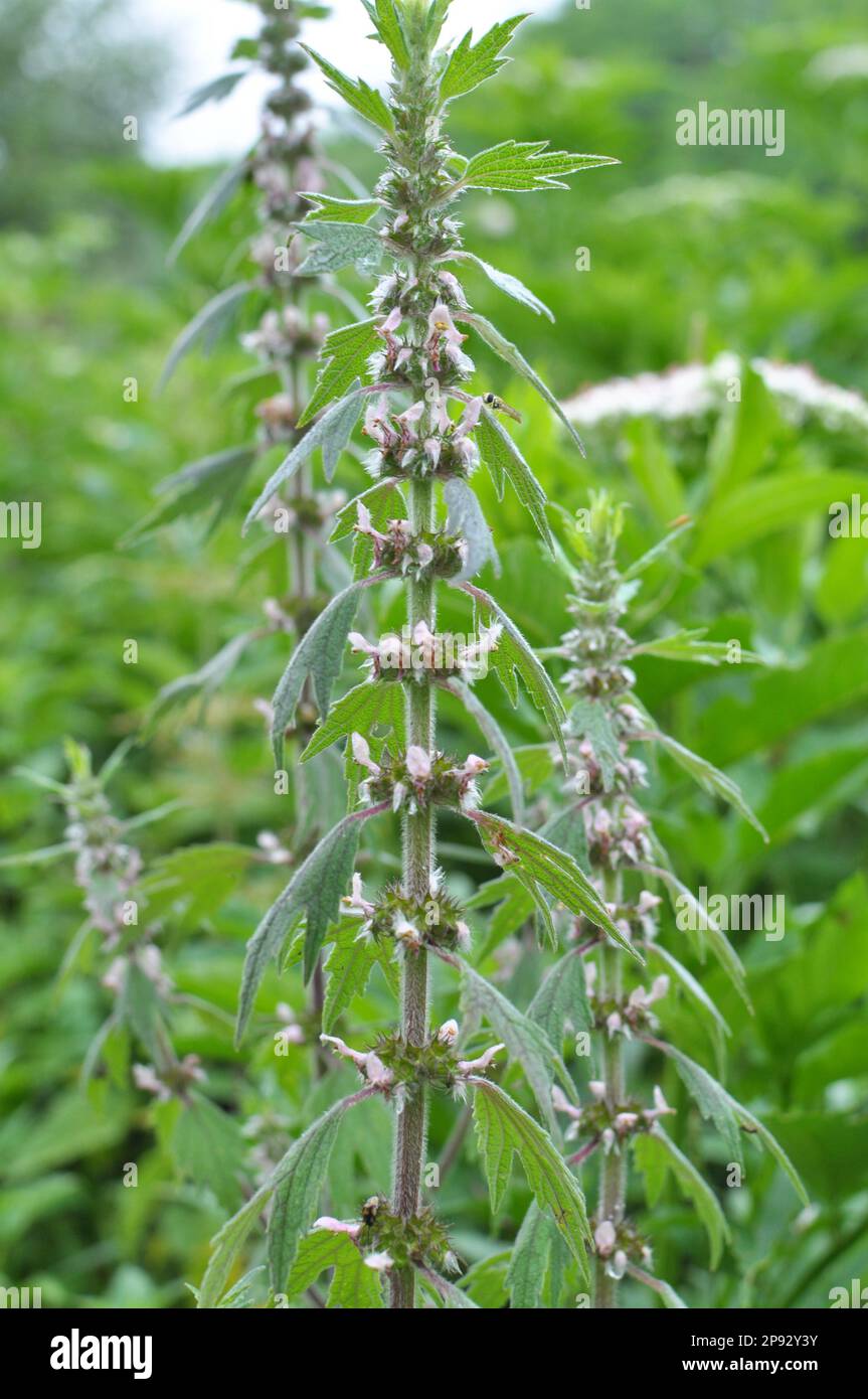 In the meadow among the herbs grows and blooms dog nettle is five-bladed (Leonurus quinquelobatus) Stock Photo
