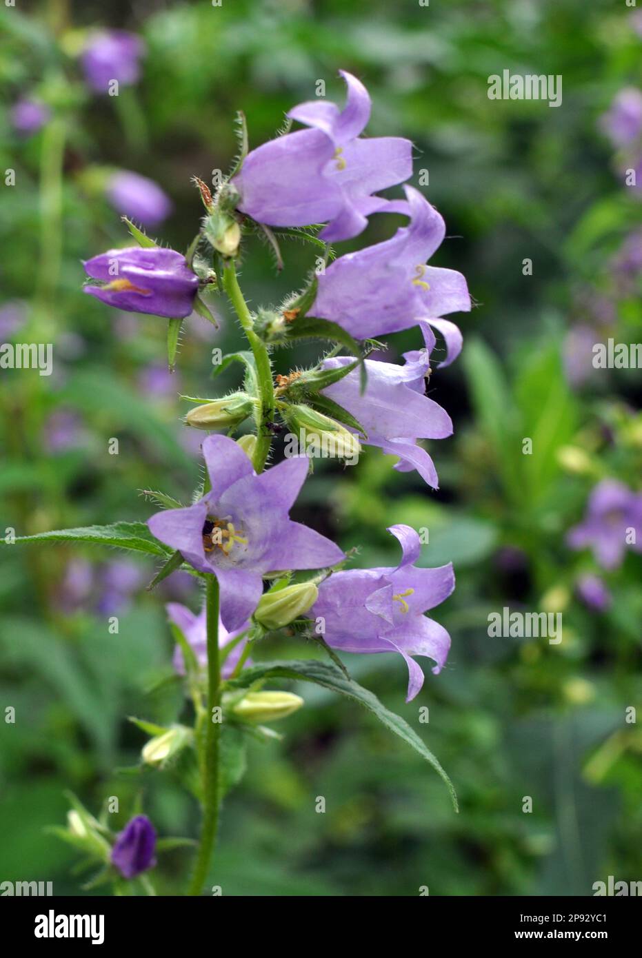In the wild, bluebells (Campanula bononiensis) bloom among the grasses Stock Photo