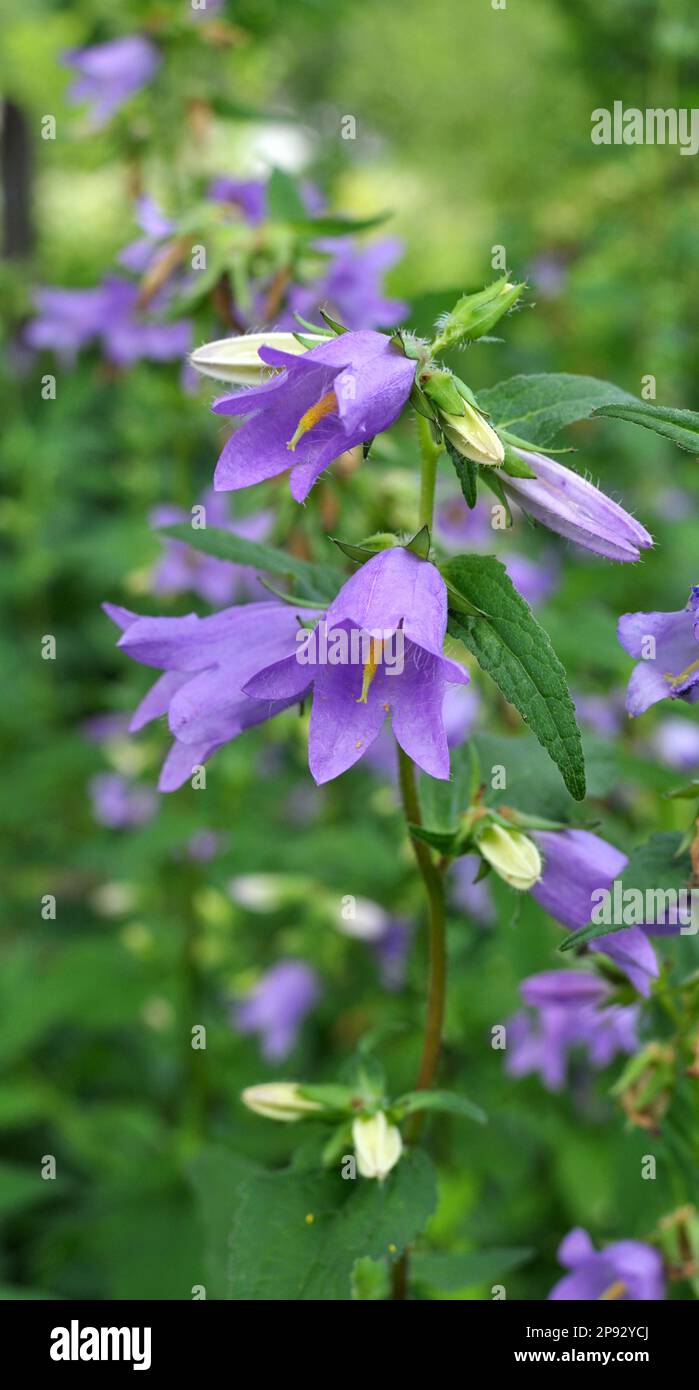 In the wild, bluebells (Campanula bononiensis) bloom among the grasses Stock Photo