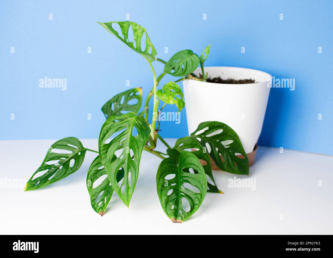 Monstera Monkey Mask or Obliqua or Adansonii leaves. Home plants in white pot. Minimalism and scandi style concept, urban jungle and garden room. Whit Stock Photo