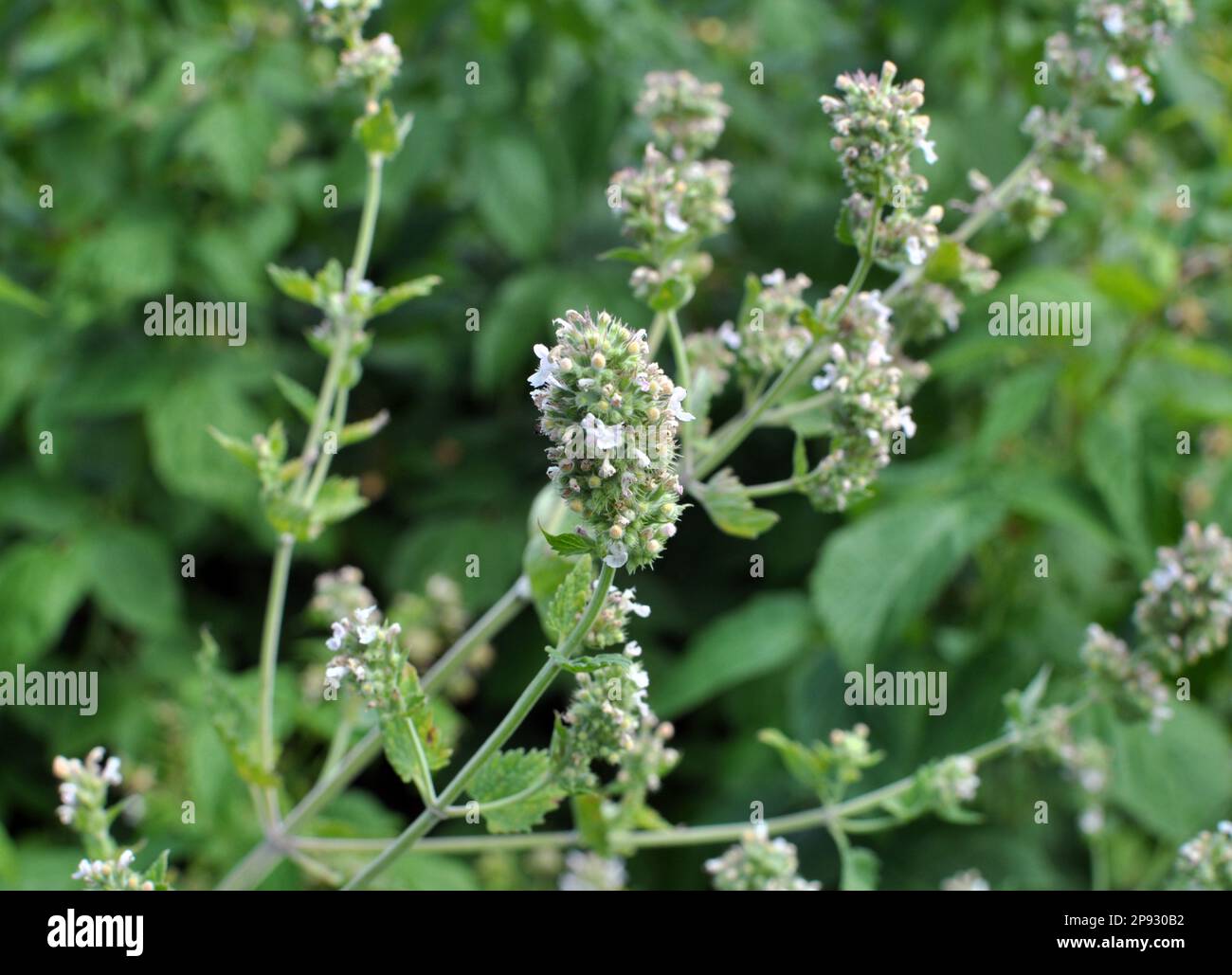 Flowers are blooming medicinal lemon balm (Melissa officinalis) Stock Photo