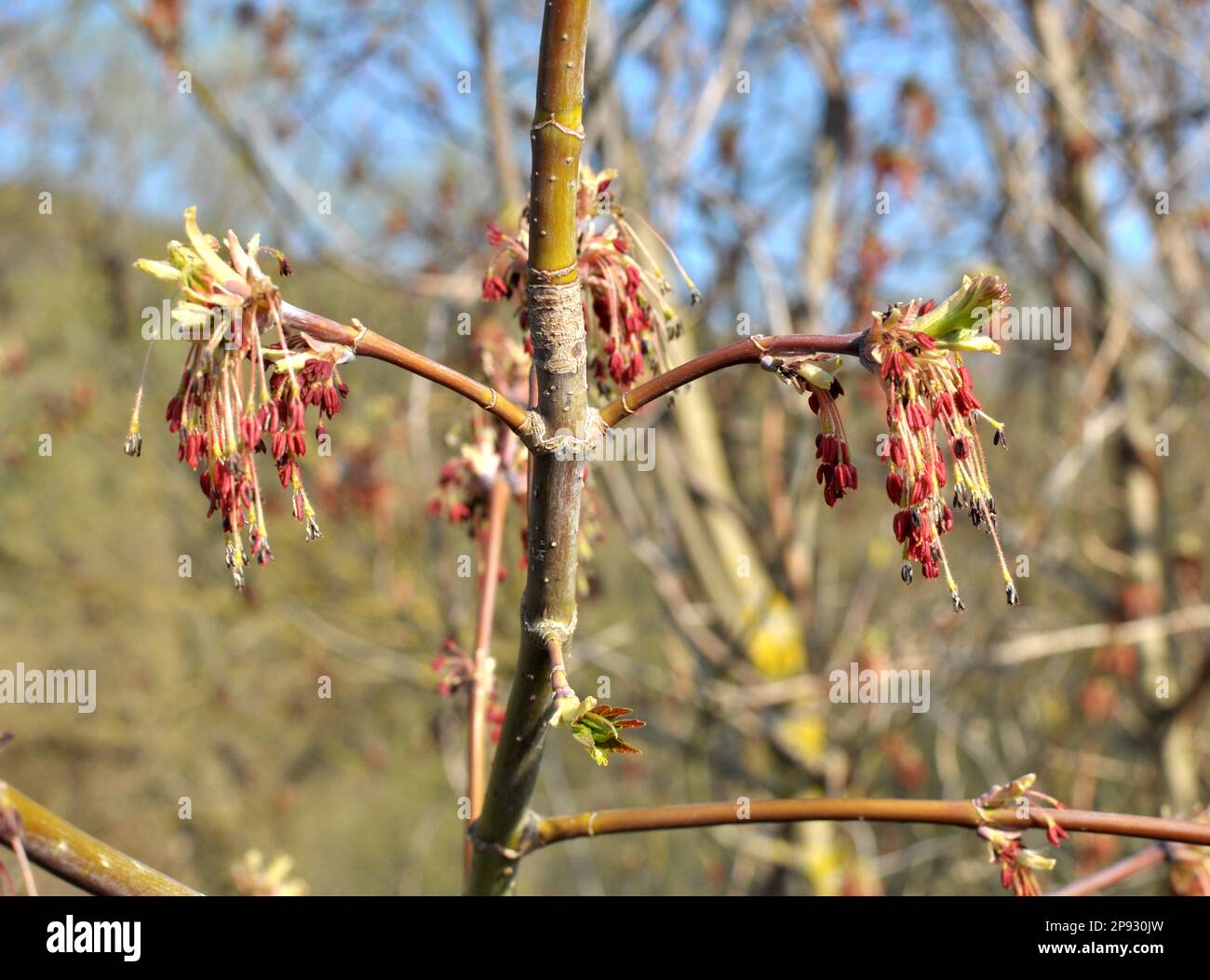In spring, the ash maple (Acer negundo) blooms in nature Stock Photo