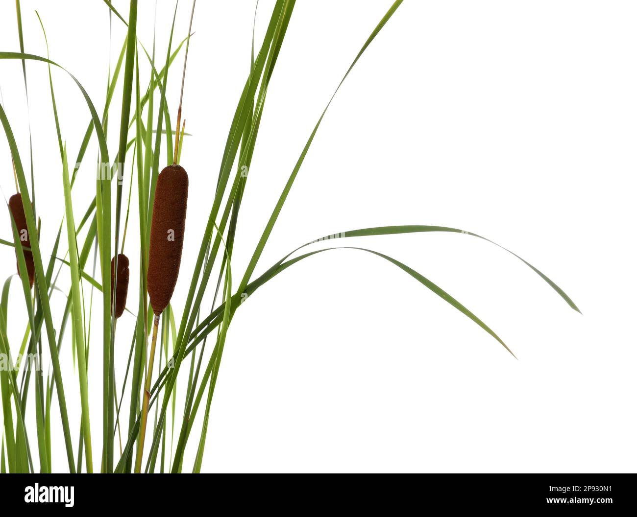Beautiful Reeds Beautiful reeds hi-res stock photography and images - Alamy