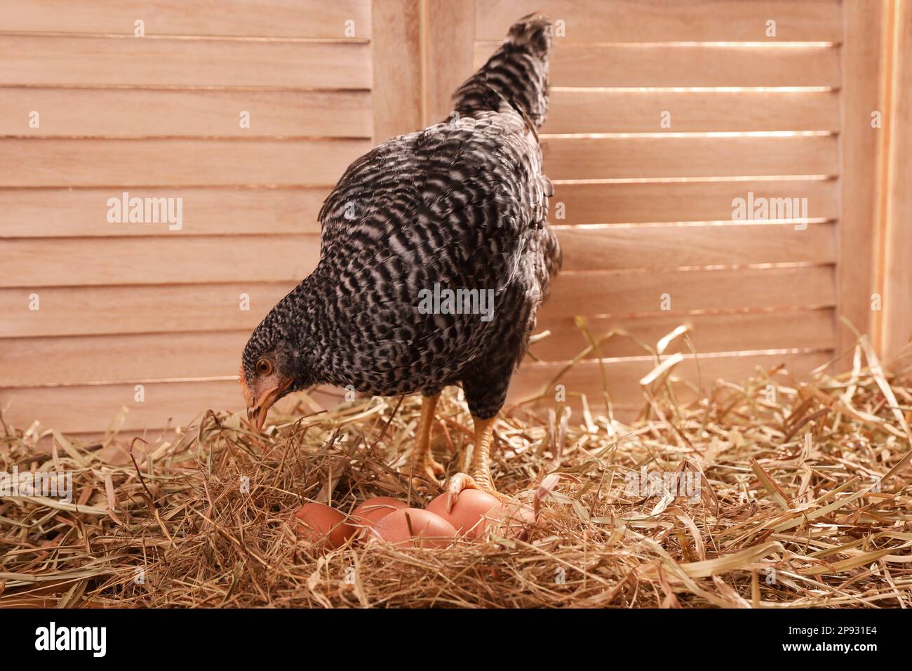 Chicken coop beautiful hi-res stock photography and images - Page