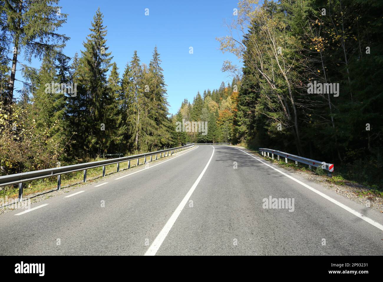 Asphalt road surrounded by forest on sunny day Stock Photo - Alamy