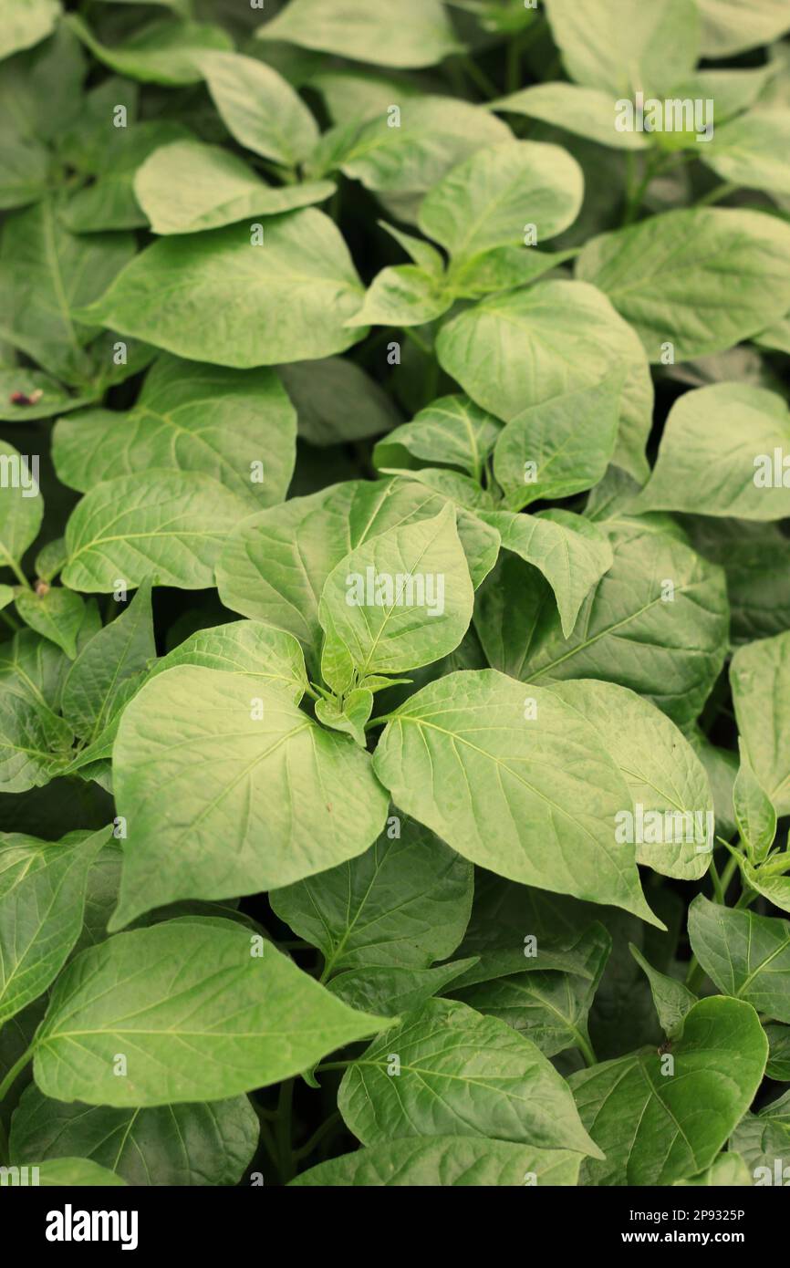 Leafy green pepper plants growing in the sunny summer vegetable garden