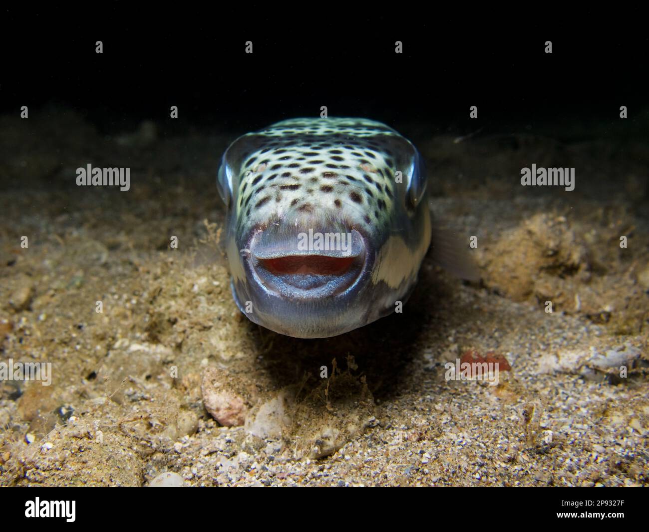 Poisonous silver-cheeked toadfish from Cyprus Stock Photo