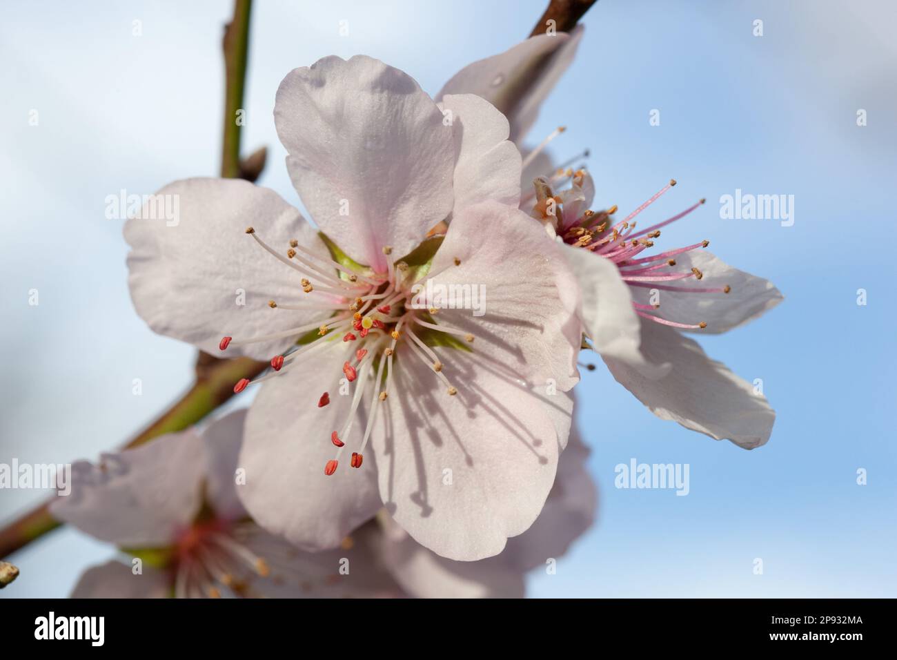 UK weather, London, 10 March 2023: Fifteen minutes after a hail storm, sun shines on almond blossom in a garden in Clapha, south London. Anna Watson/Alamy Live News Stock Photo