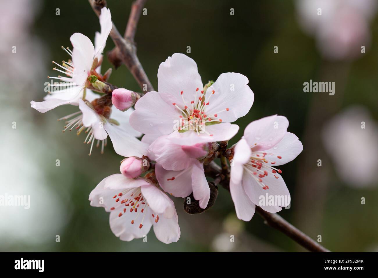 UK weather, London, 10 March 2023: Fifteen minutes after a hail storm, sun shines on almond blossom in a garden in Clapha, south London. Anna Watson/Alamy Live News Stock Photo