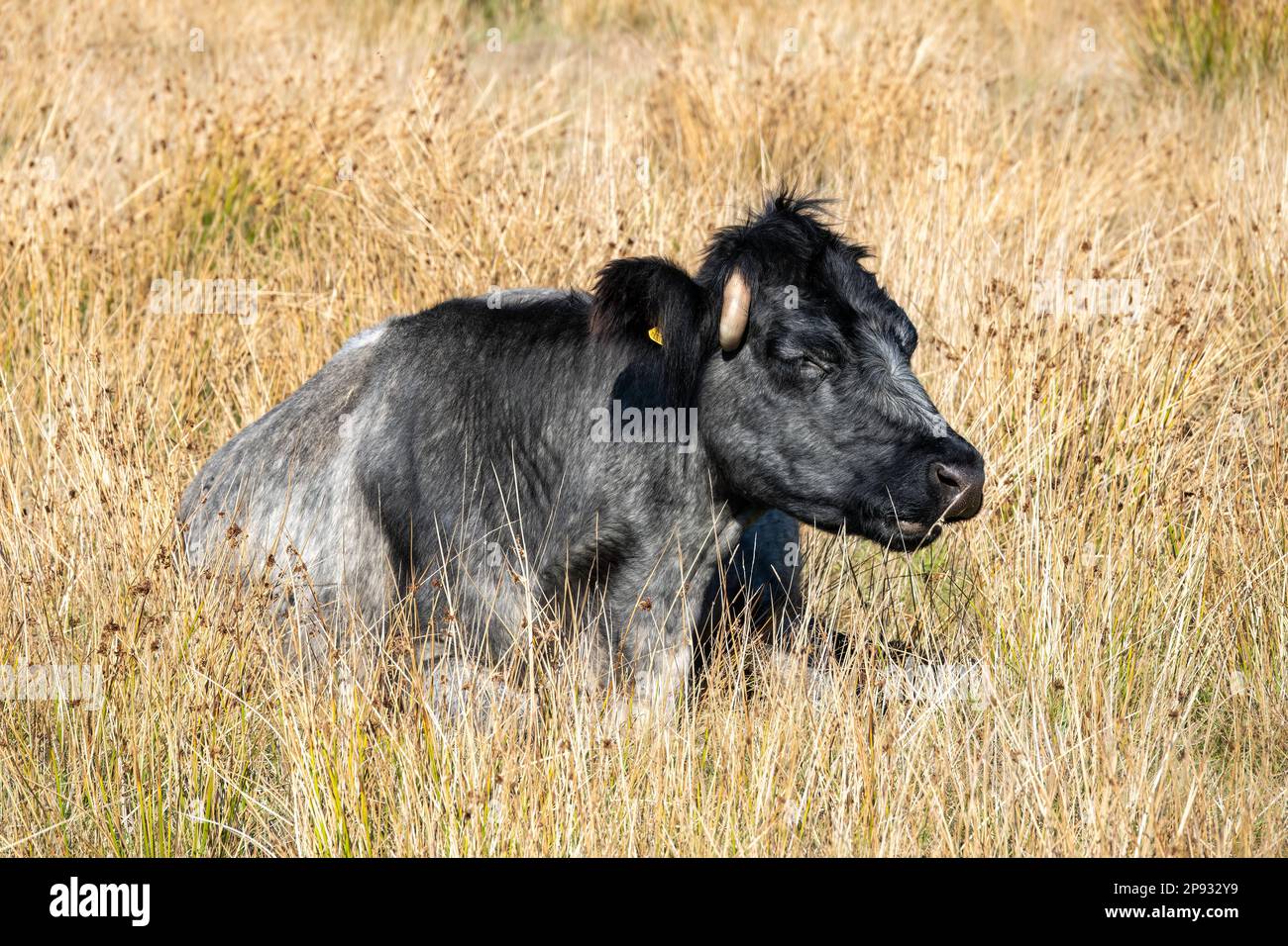 portrait of a black and grey cow with horns Stock Photo