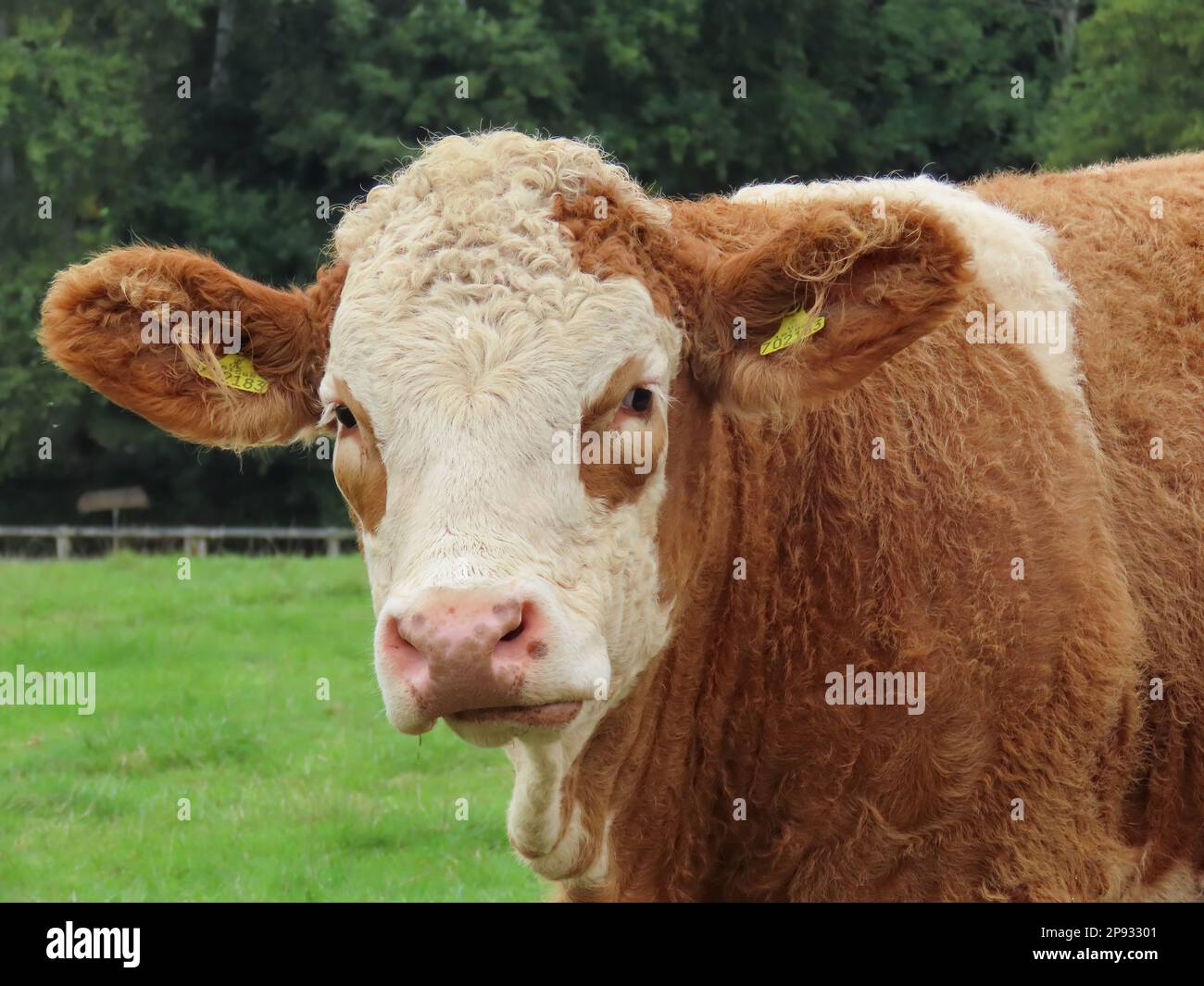 close up portrait of a brown and white cow Stock Photo