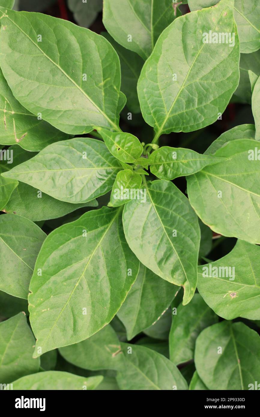 Leafy green pepper plants growing in the sunny summer vegetable garden
