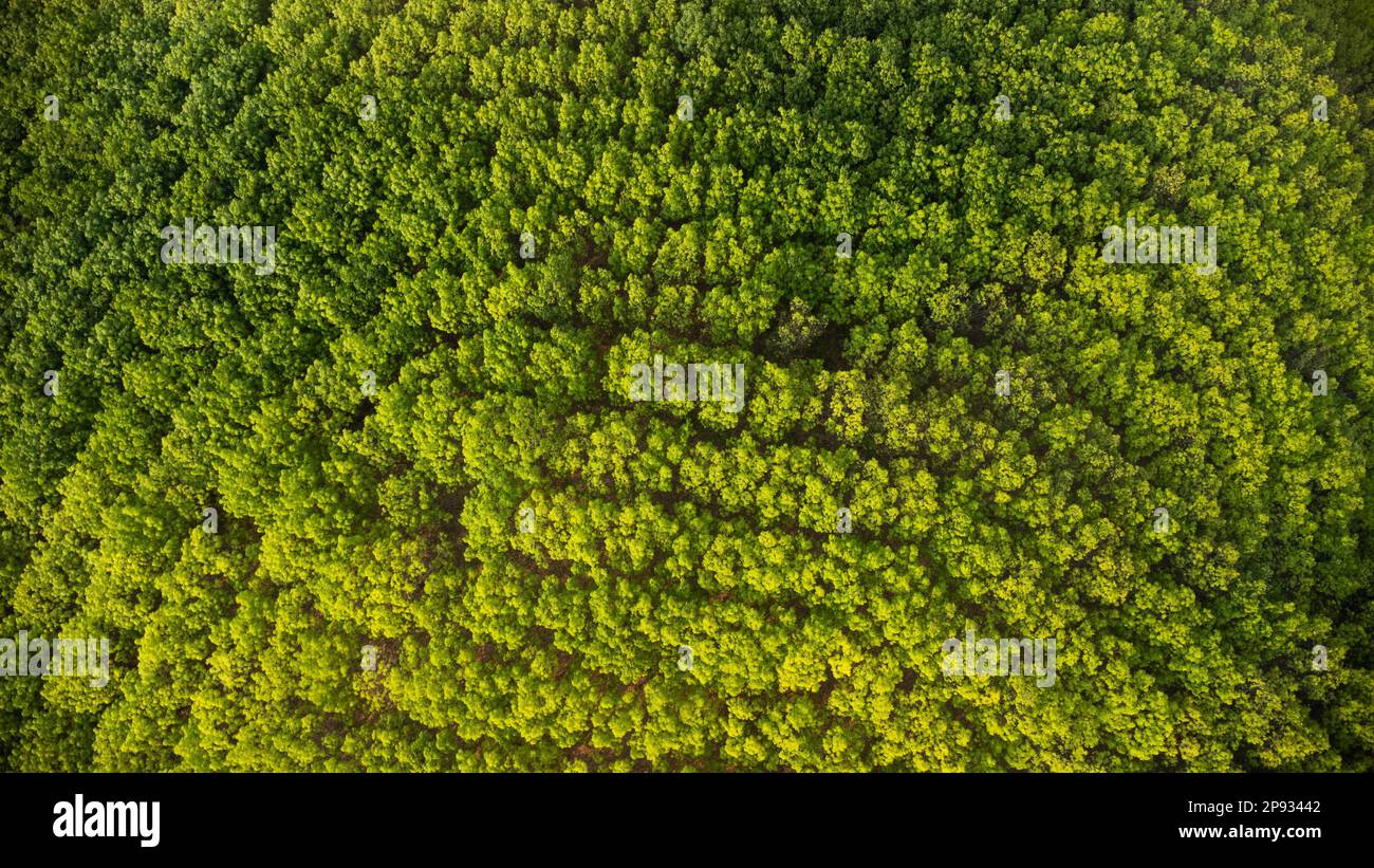 Aerial view of a rubber plantation in warm sunlight. Top view of rubber