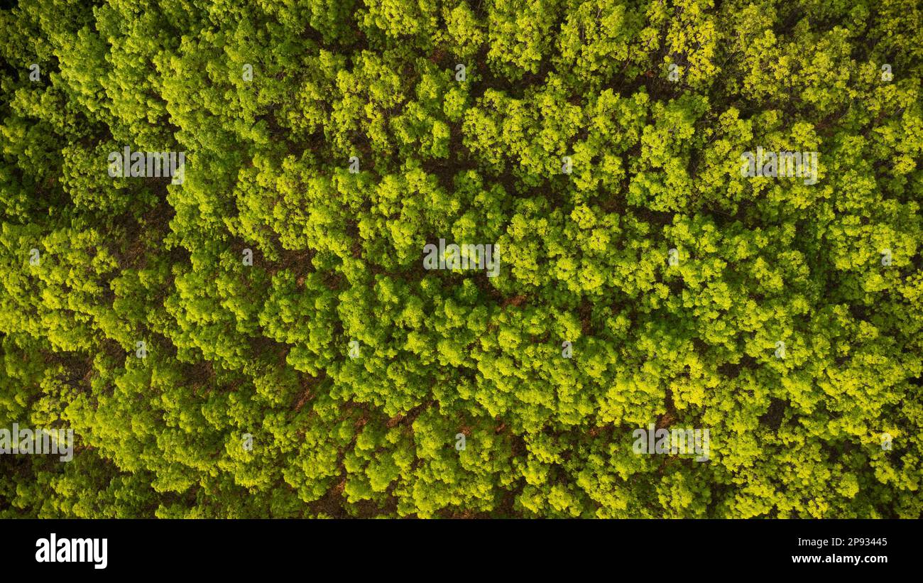 Aerial view of a rubber plantation in warm sunlight. Top view of rubber