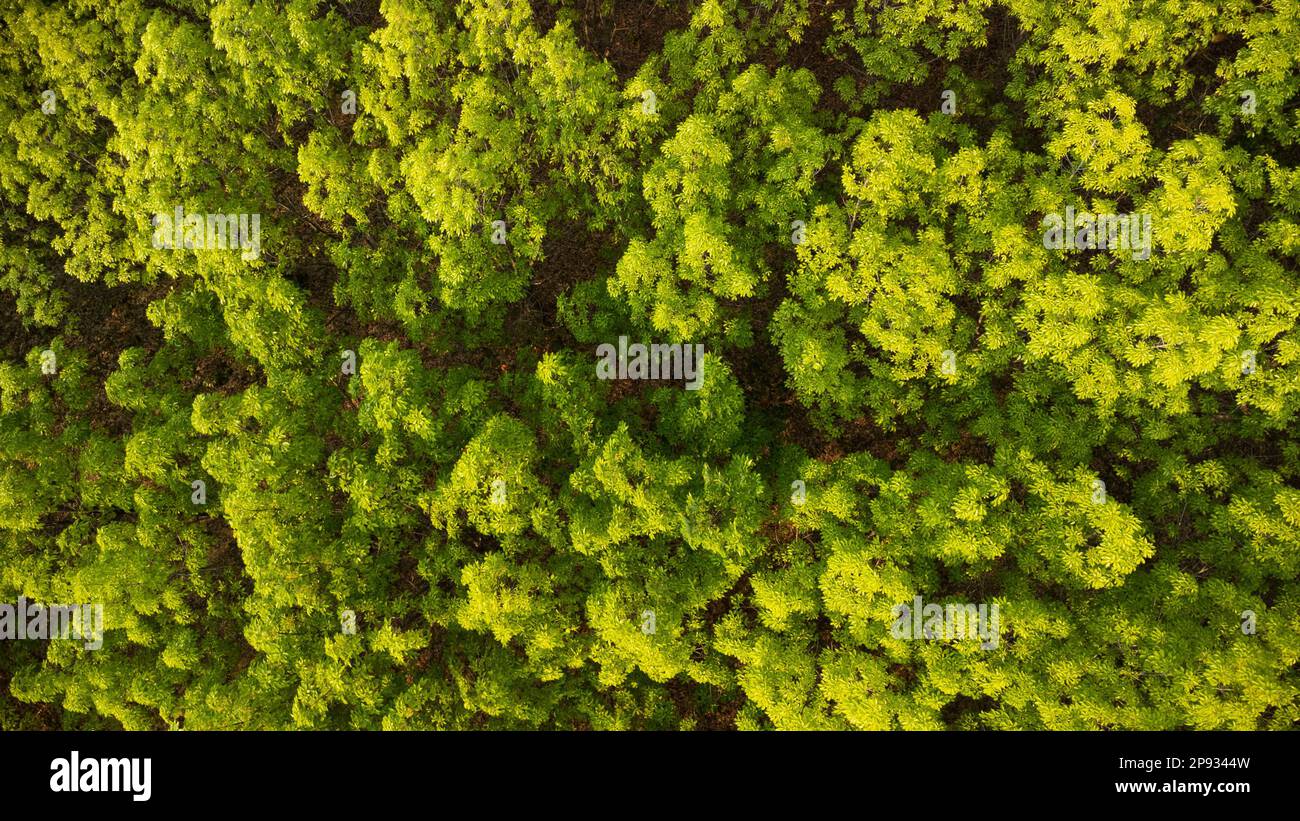 Aerial view of a rubber plantation in warm sunlight. Top view of rubber
