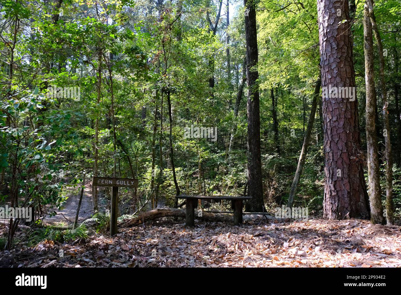 This is Fern Gully in North Toledo Bend State Park, located in Zwolle