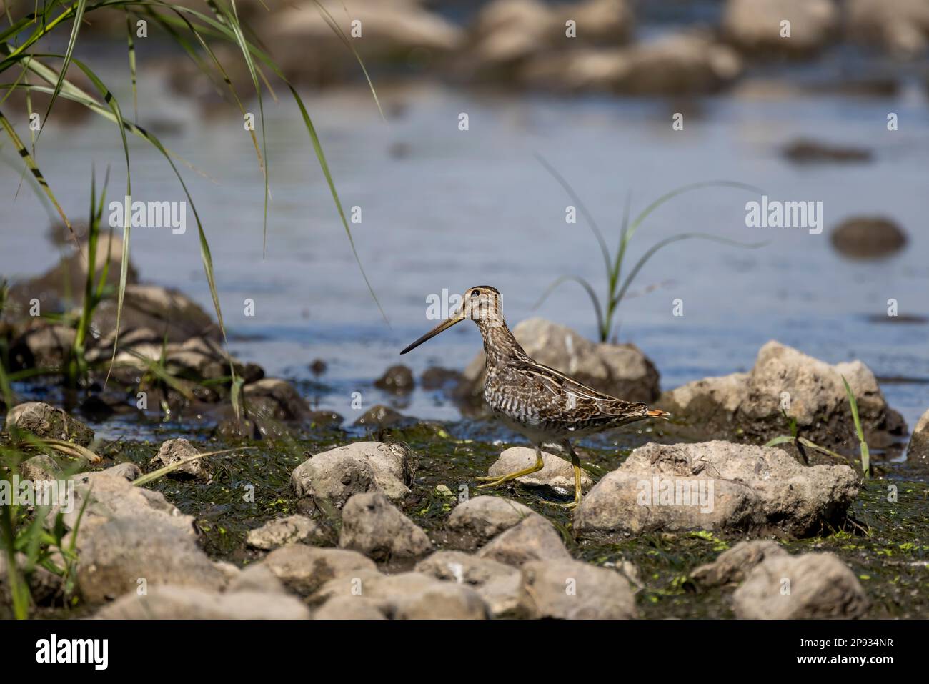 Wilson's snipe (Gallinago delicata), Inhabitant of swamps, tundra and ...