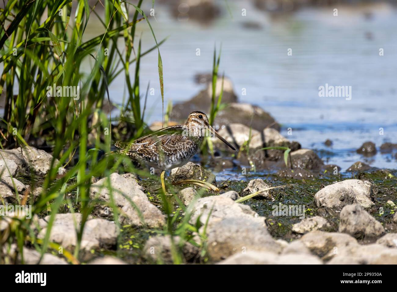 Wilson's snipe (Gallinago delicata), Inhabitant of swamps, tundra and ...