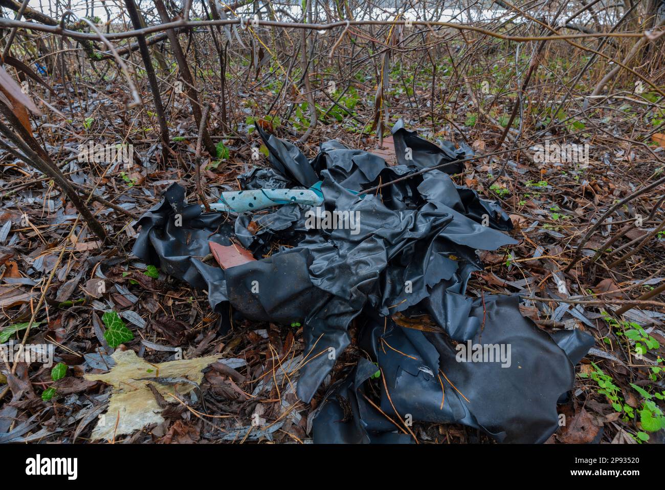 Illegal waste dumped in the forest in Germany, broken garbage bags, pollution Stock Photo