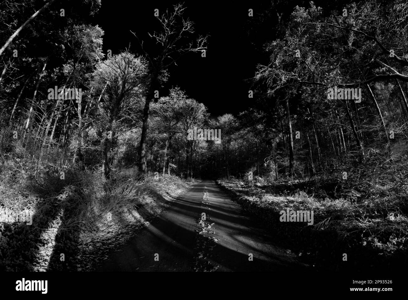 Forest road on a winter's day with a little snow, black and white ...