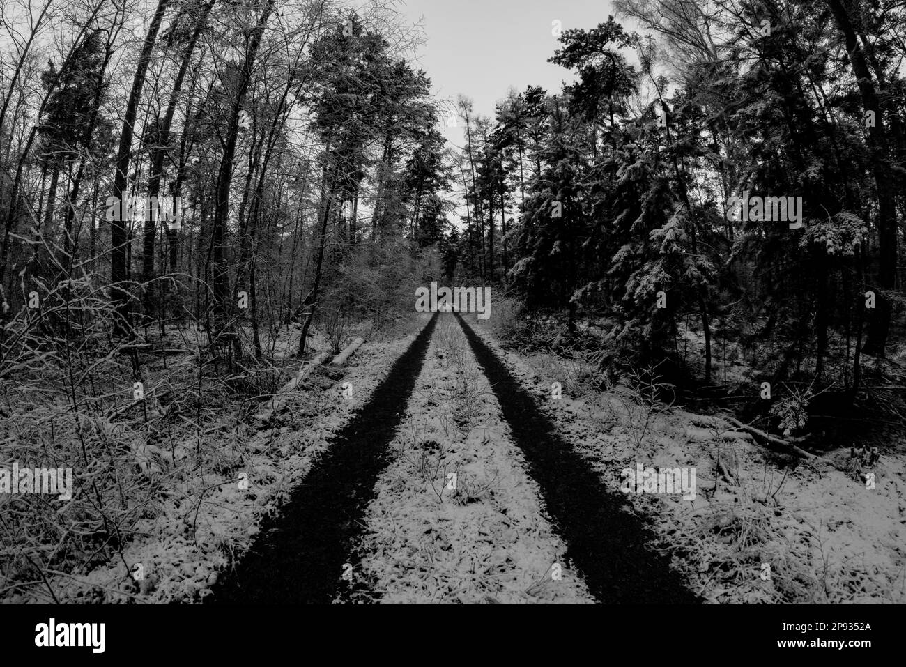 Forest road on a winter's day with a little snow, black and white ...