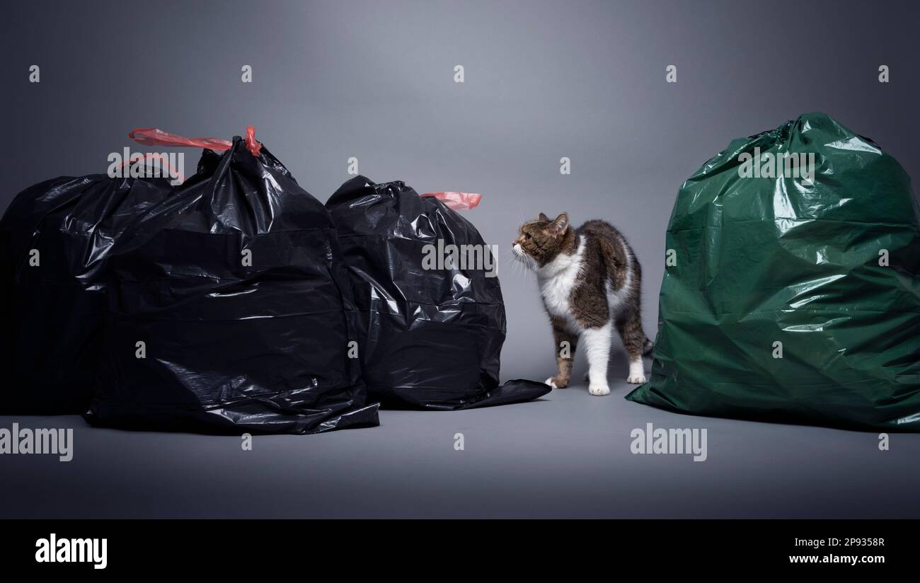 cat between trash bags with residual waste and organic waste. concept