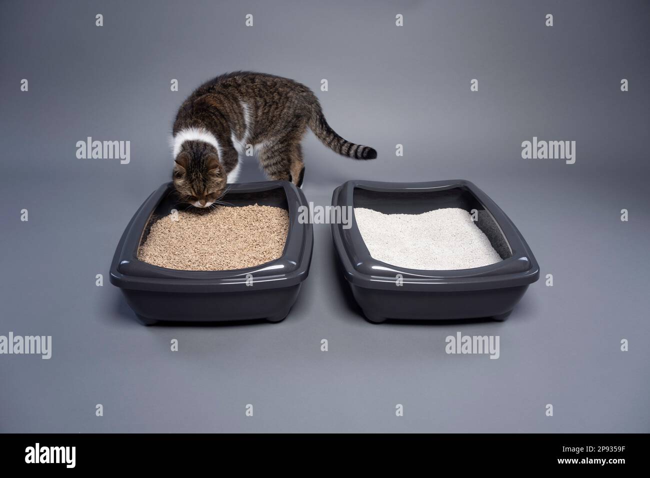 two cat litter boxes with clay and organic cat litter. concept image