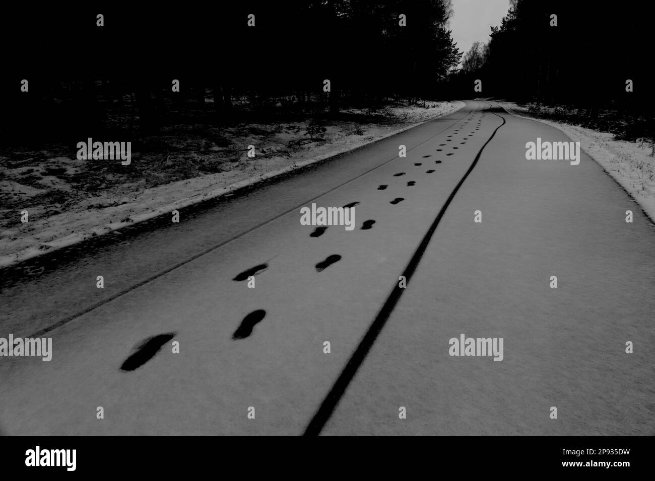 Cycle path in winter in the forest, snow lies, tracks of cyclists and