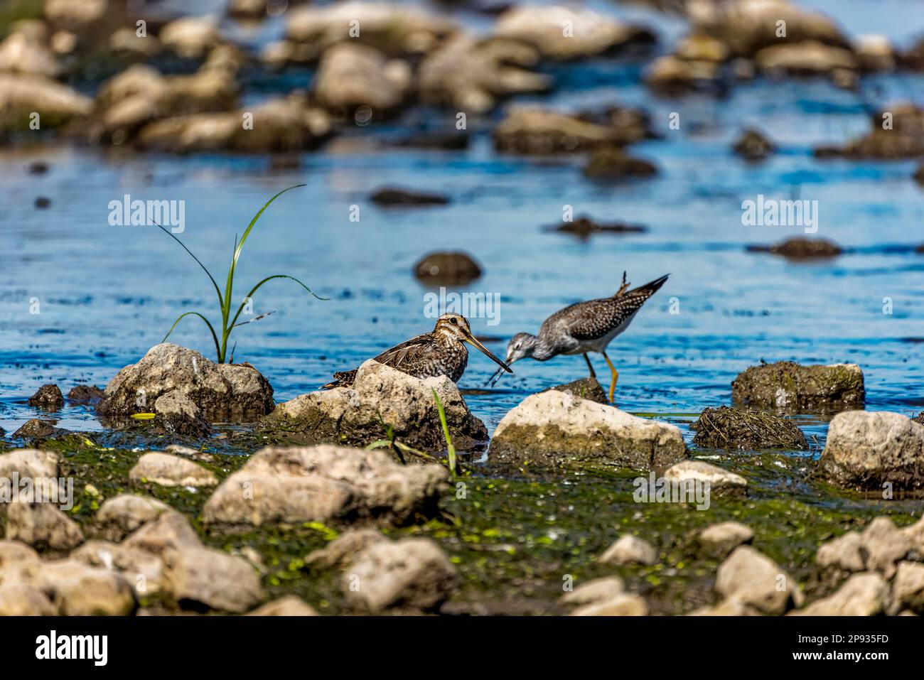 Wilson's snipe (Gallinago delicata), Inhabitant of swamps, tundra and ...
