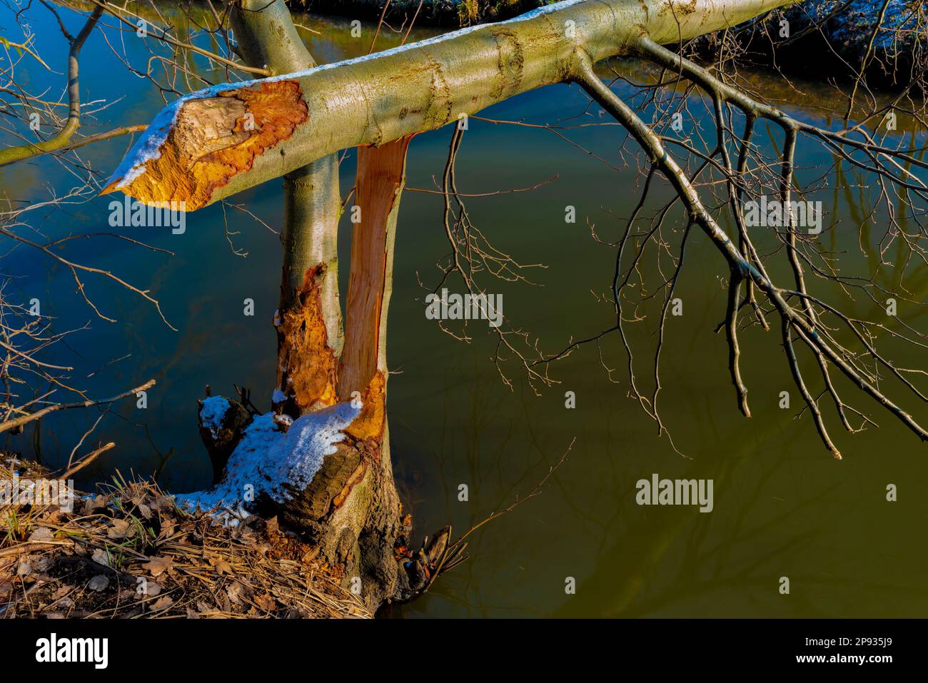 Tree cut down by a beaver next to a river Stock Photo Alamy