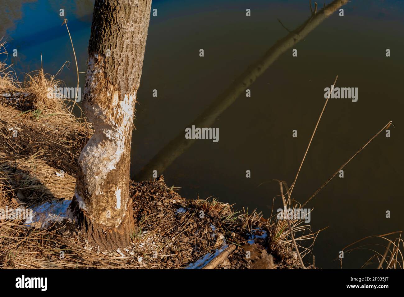 Large tree gnawed by a beaver in winter Stock Photo