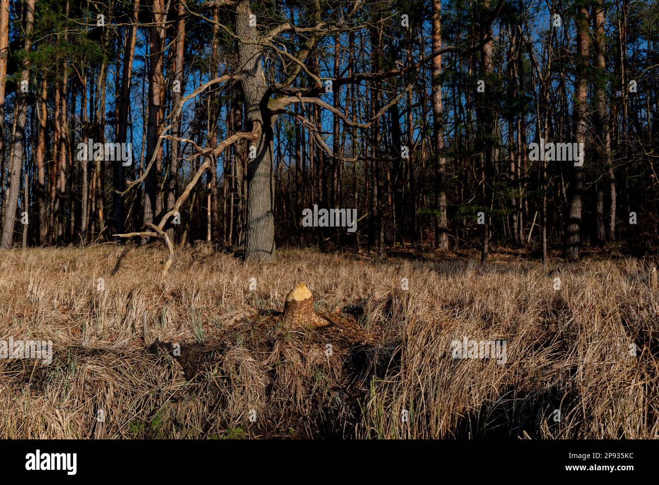Tree stump from a large tree cut down by a beaver next to a river Stock