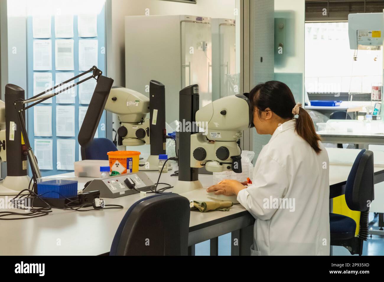 England, West Sussex, Wakehurst, Millennium Seed Bank, Atrium Exhibition Space, Female Laboratory Technician at Work Stock Photo