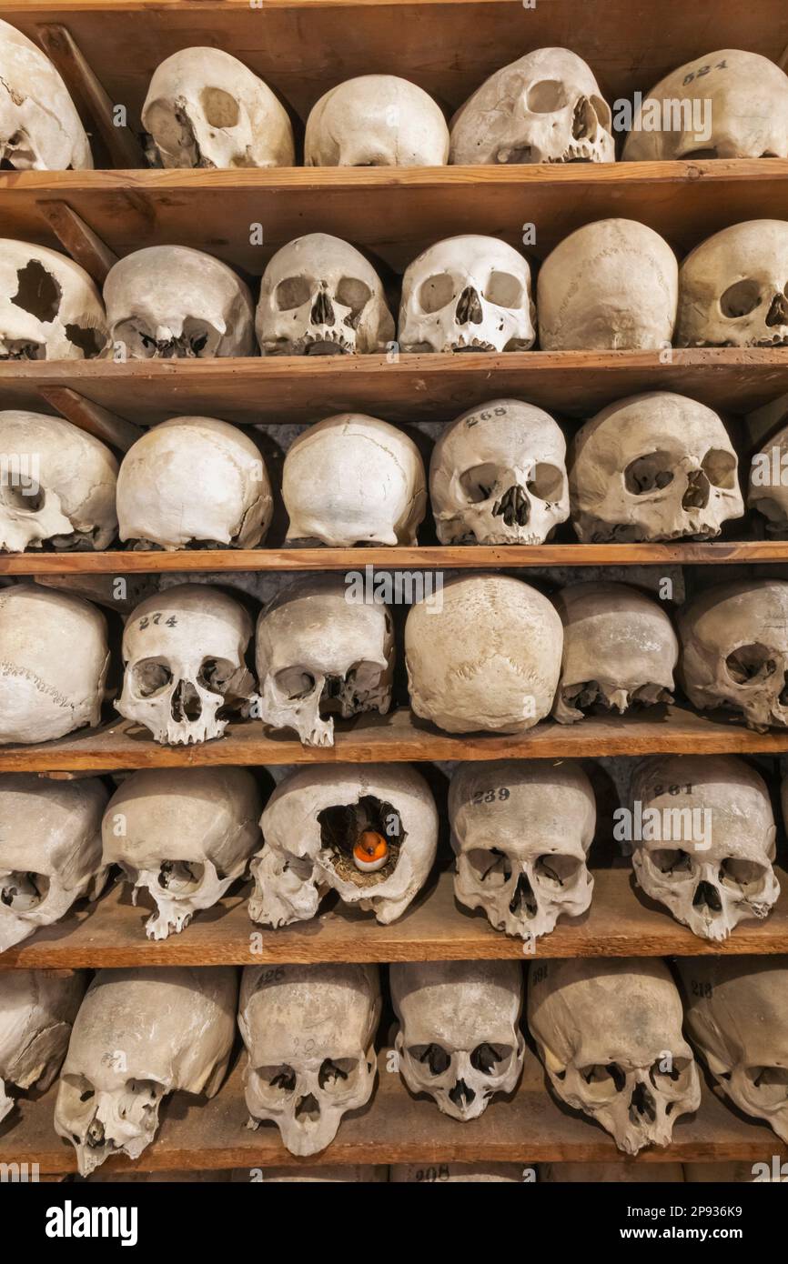 Human skull bones - Stock Image - C019/8342 - Science Photo Library