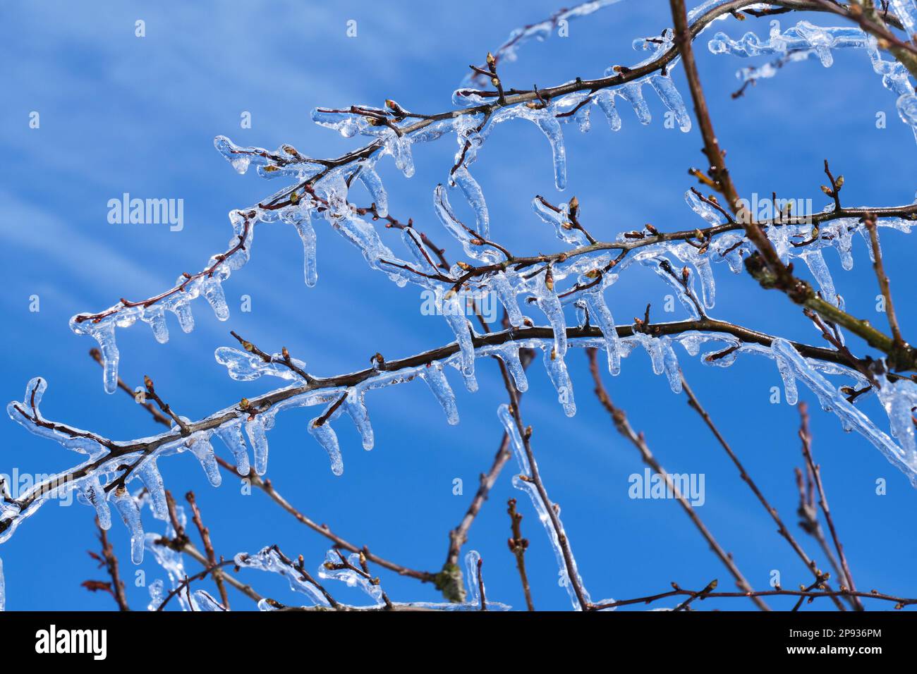 Ice (freezing rain) on tree on Ragleth Hill, Church Stretton, Shropshire Stock Photo