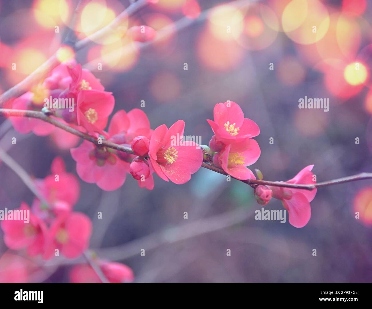 Background with flowers on a spring day.Beautiful flowering Japanese cherry.closed up of cherry blossom. Flowering pink floral on a tree with bokeh Stock Photo