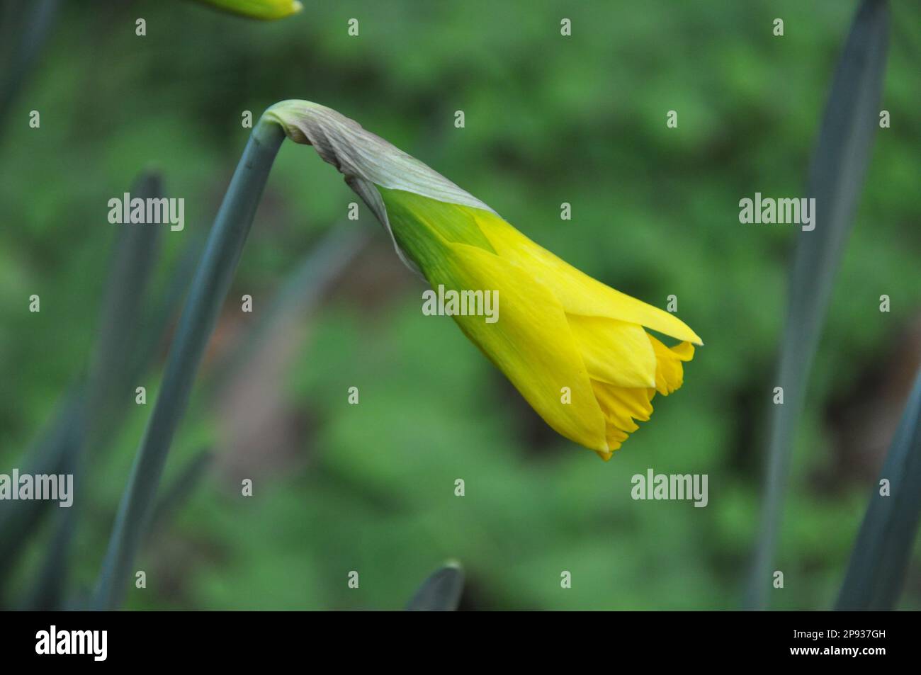 fresh young daffodils or narcissus with yellow buds in early spring in