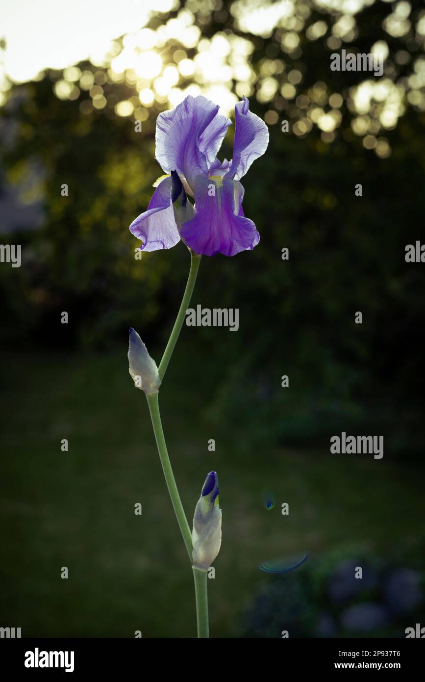 Purple flowering iris plant Stock Photo