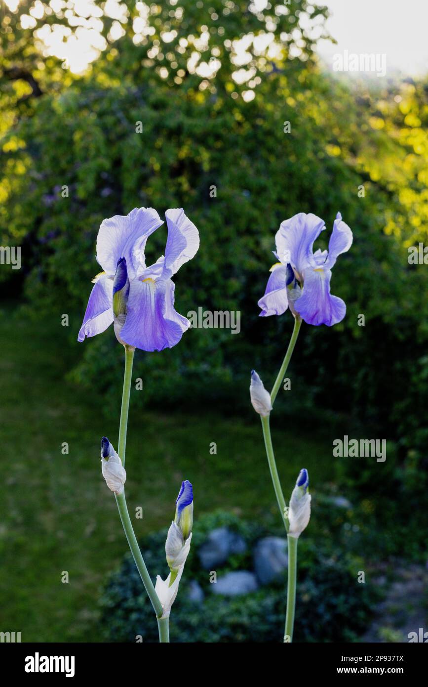 Two purple iris plants side by side Stock Photo